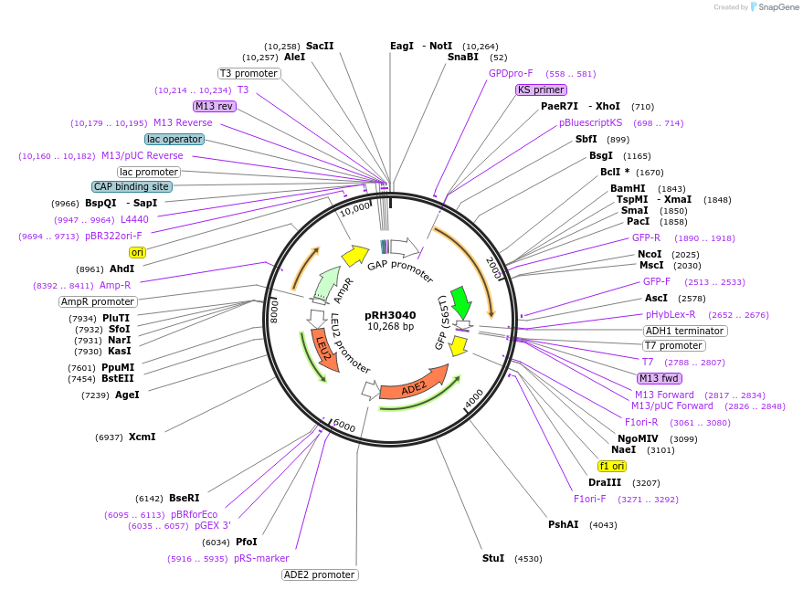 210150-plasmid-map-sequence-id-415838
