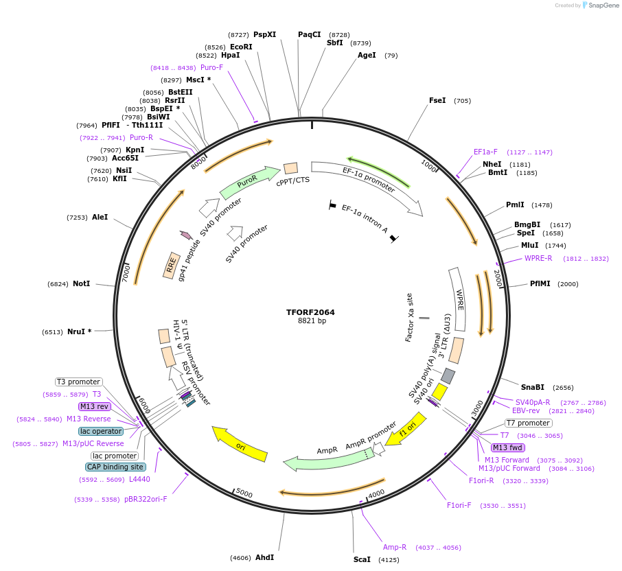 141901-plasmid-map-sequence-id-415845