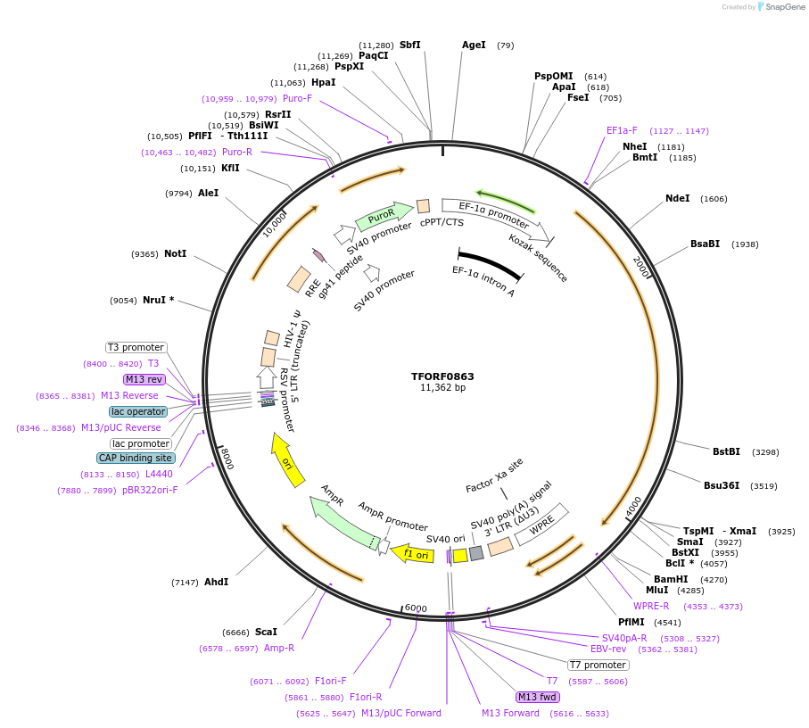 143732-plasmid-map-sequence-id-415857
