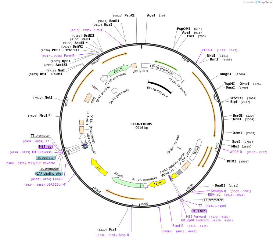 143735-plasmid-map-sequence-id-415860