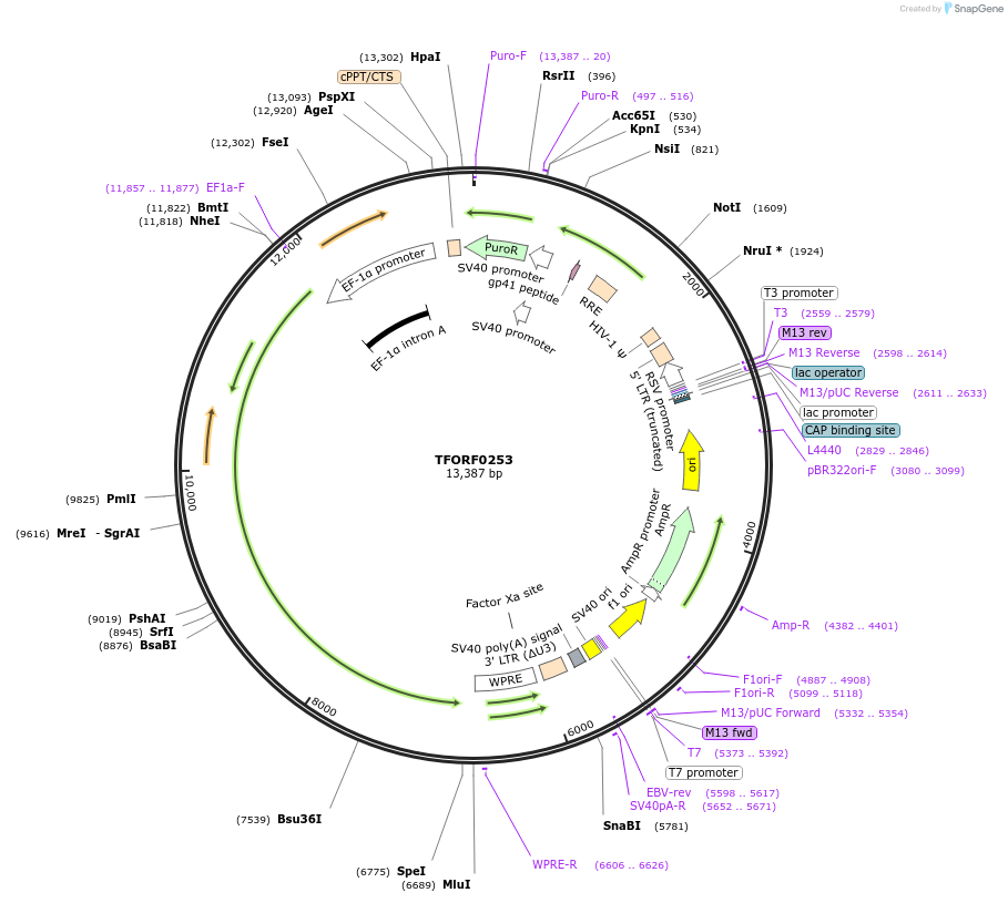 143208-plasmid-map-sequence-id-415861