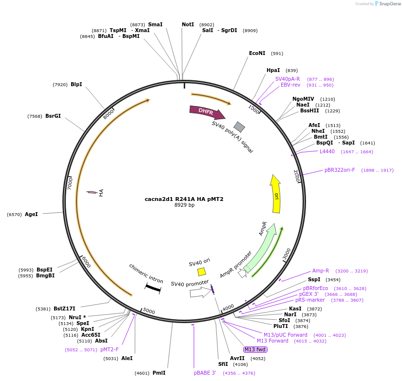 206111-plasmid-map-sequence-id-415894