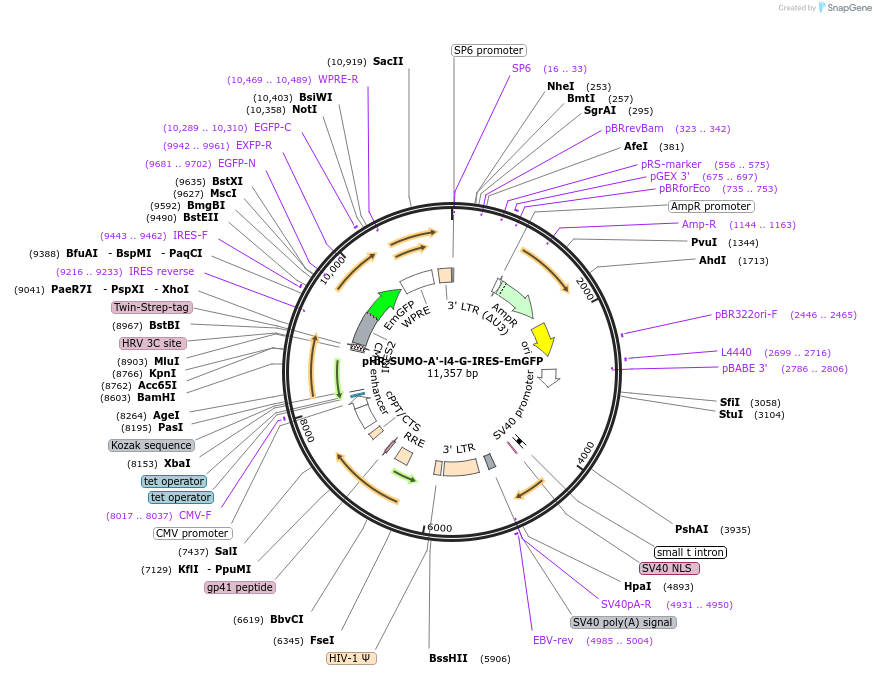 209126-plasmid-map-sequence-id-415900