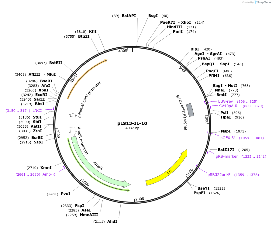 209128-plasmid-map-sequence-id-415901