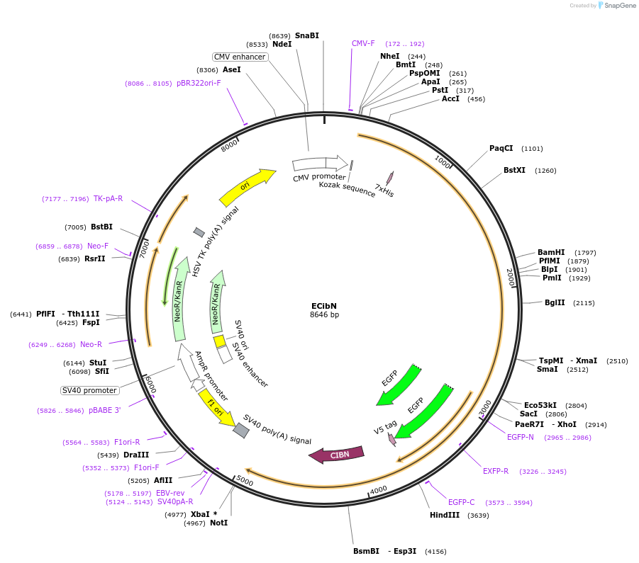 209670-plasmid-map-sequence-id-415905