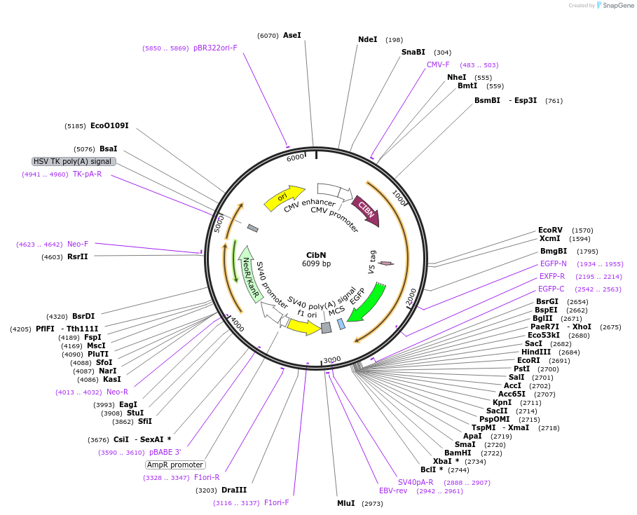 209671-plasmid-map-sequence-id-415908