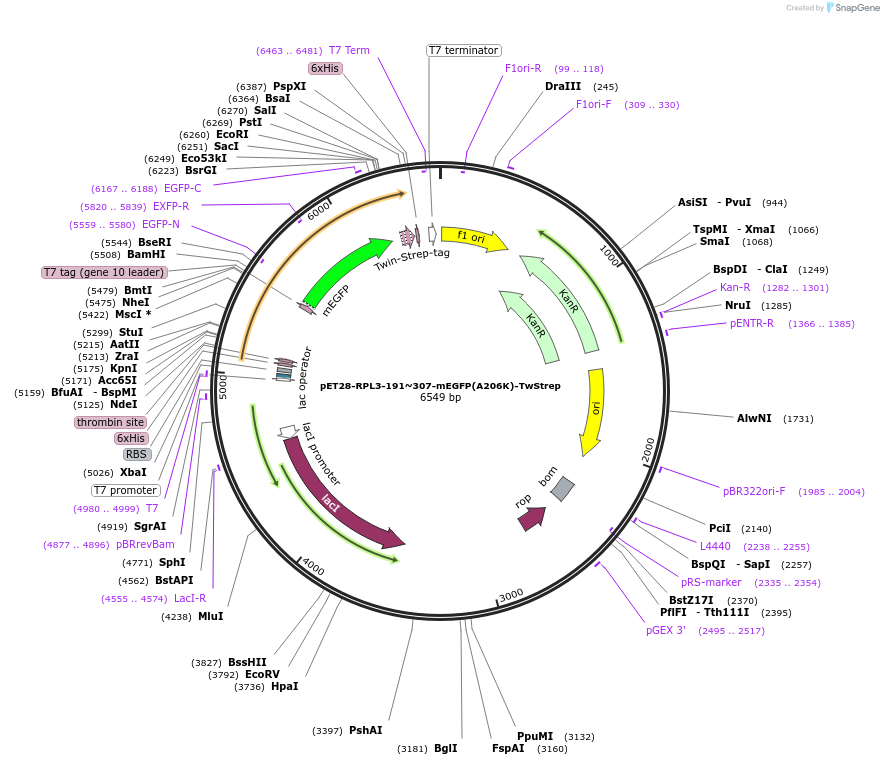 208626-plasmid-map-sequence-id-415912