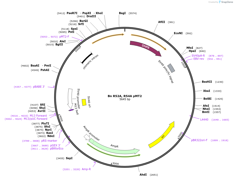 206087-plasmid-map-sequence-id-415913