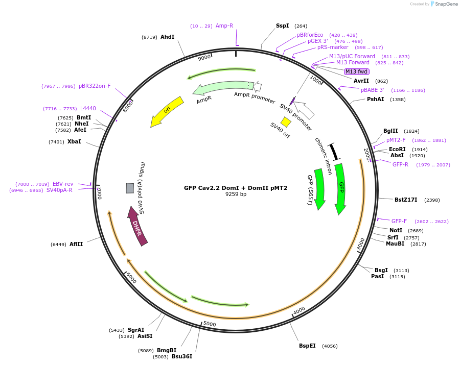 206095-plasmid-map-sequence-id-415914