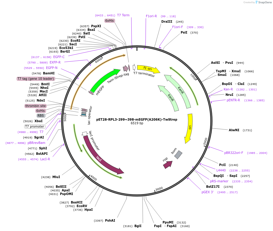 208627-plasmid-map-sequence-id-415915