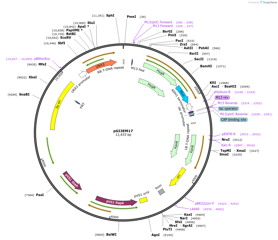 210569-plasmid-map-sequence-id-415917