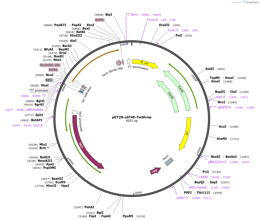 208638-plasmid-map-sequence-id-415918