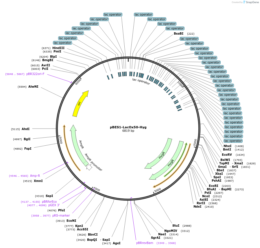 210261-plasmid-map-sequence-id-415925