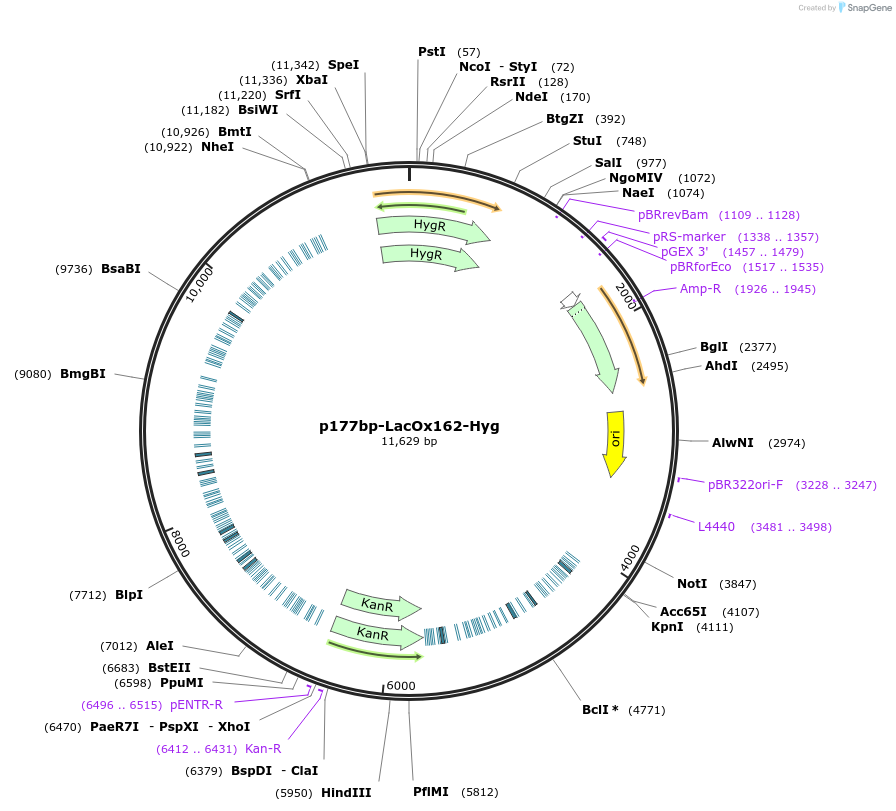 210215-plasmid-map-sequence-id-415927