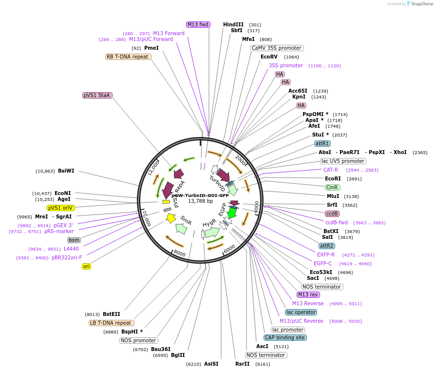 209383-plasmid-map-sequence-id-415928