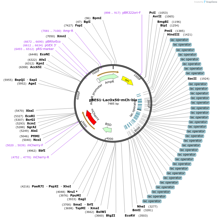 210260-plasmid-map-sequence-id-415929
