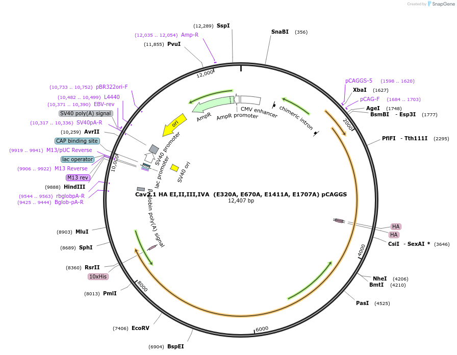 206115-plasmid-map-sequence-id-415931