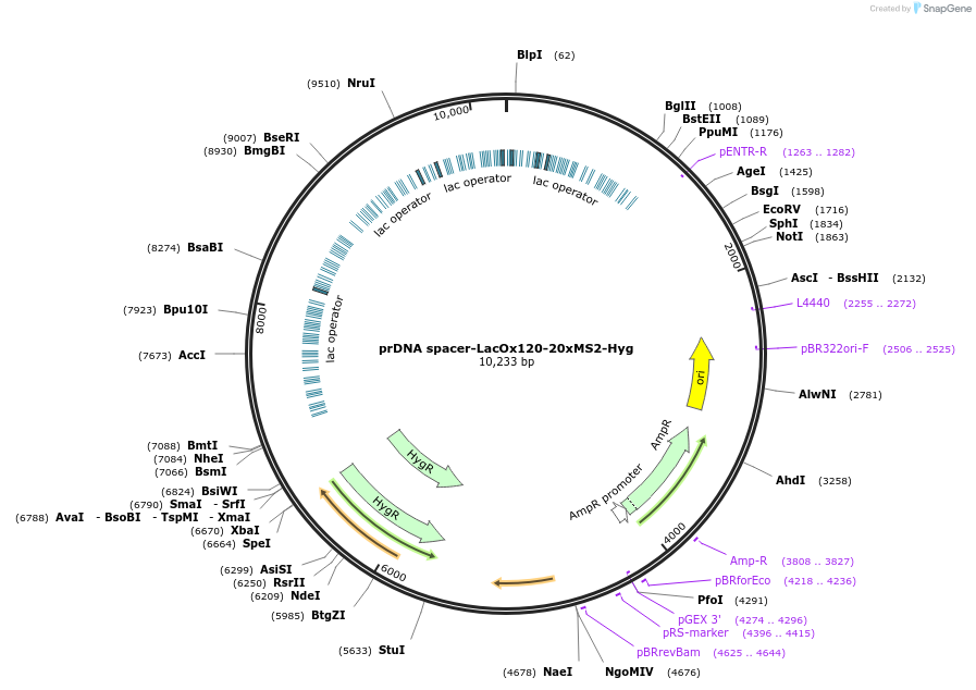210220-plasmid-map-sequence-id-415932