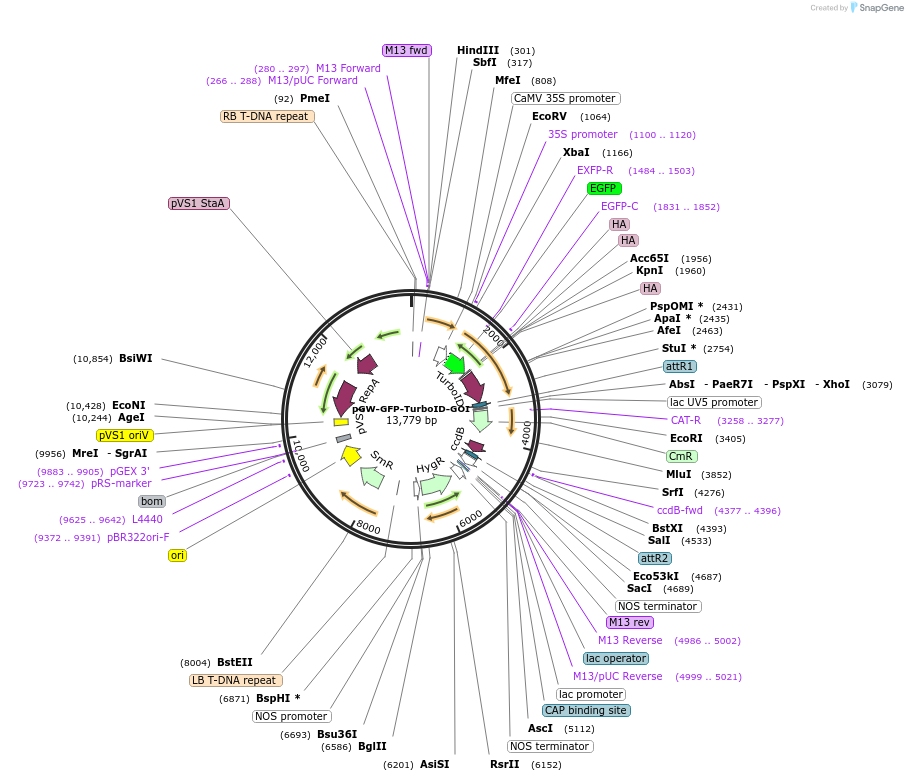 209381-plasmid-map-sequence-id-415937