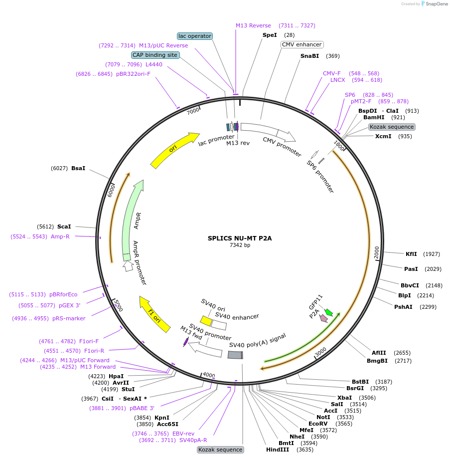 210129-plasmid-map-sequence-id-416174