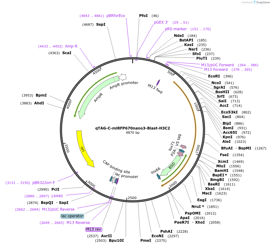 207784-plasmid-map-sequence-id-416184