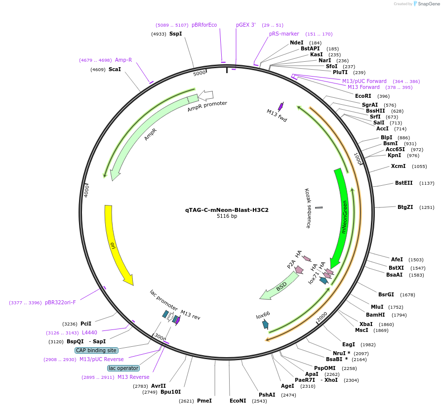 207782-plasmid-map-sequence-id-416186