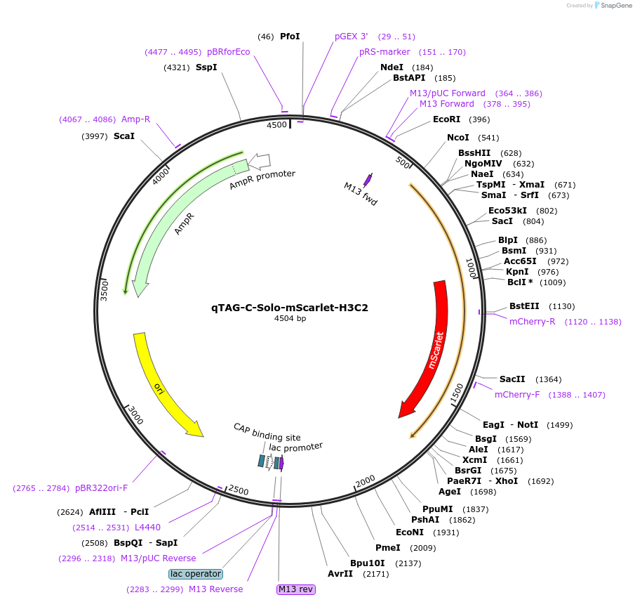 207781-plasmid-map-sequence-id-416187