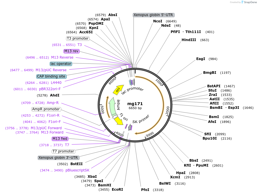 34651-plasmid-map-sequence-id-41619