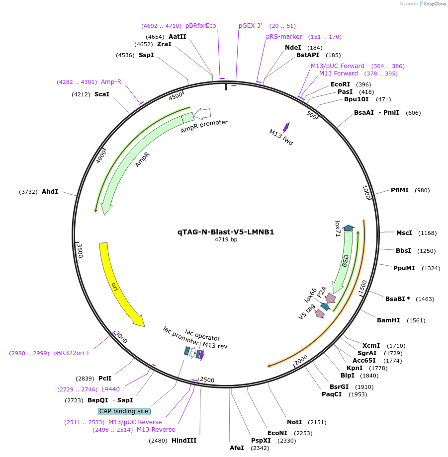 207779-plasmid-map-sequence-id-416191