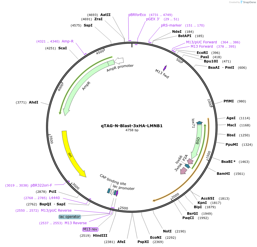 207778-plasmid-map-sequence-id-416192