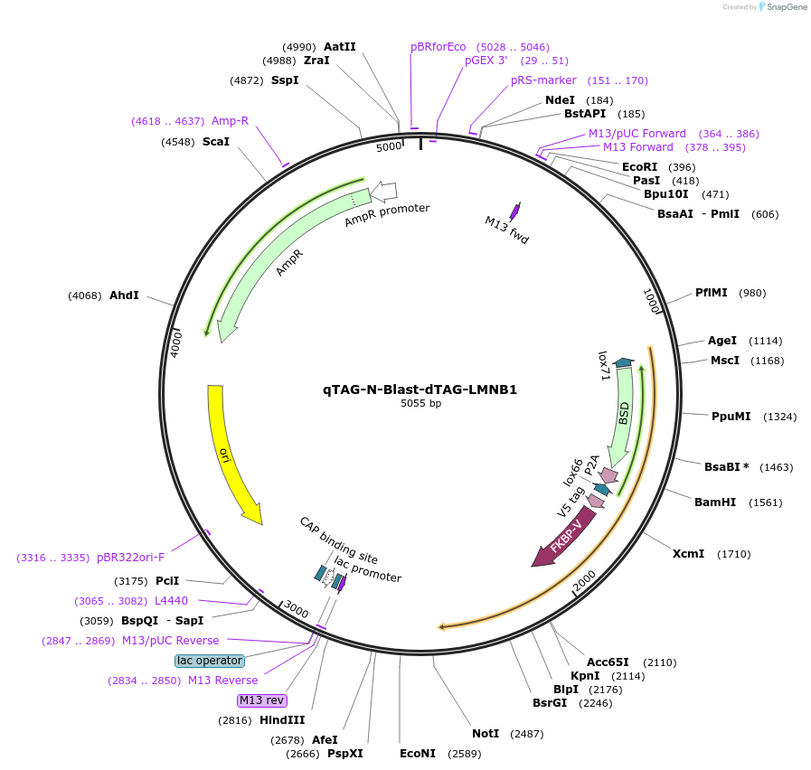 207776-plasmid-map-sequence-id-416195