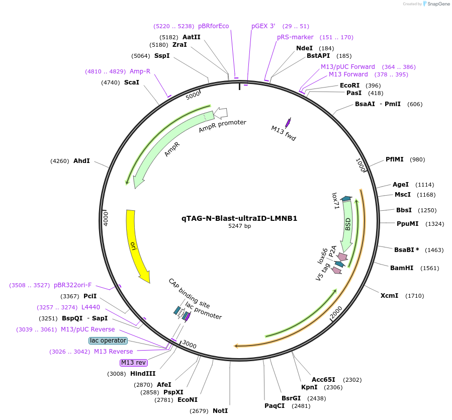 207775-plasmid-map-sequence-id-416196