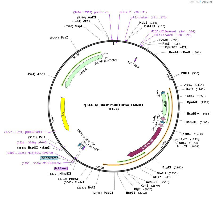 207774-plasmid-map-sequence-id-416197