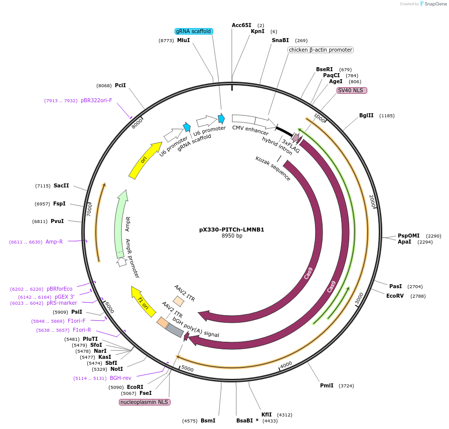 207770-plasmid-map-sequence-id-416199