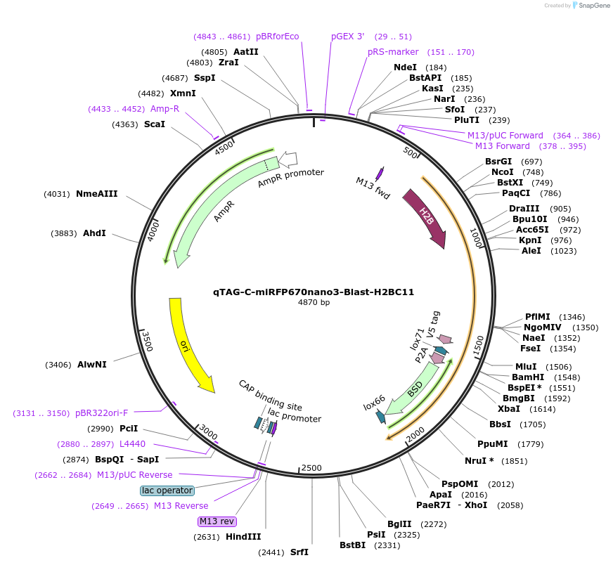 207762-plasmid-map-sequence-id-416207