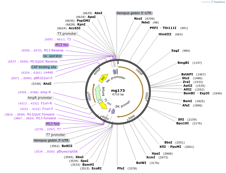 34653-plasmid-map-sequence-id-41621