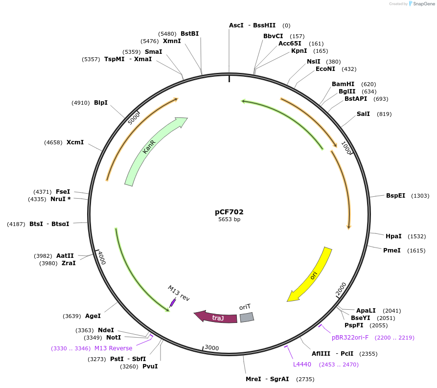 209650-plasmid-map-sequence-id-416212