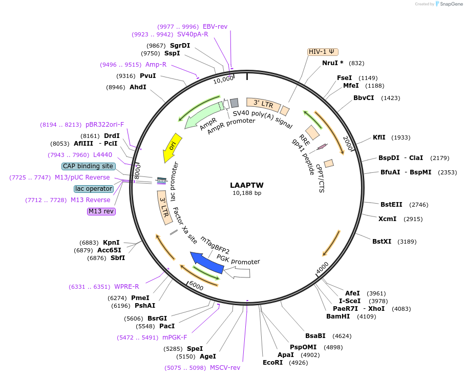 205686-plasmid-map-sequence-id-416219