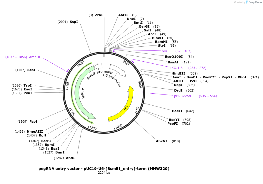 208977-plasmid-map-sequence-id-416230