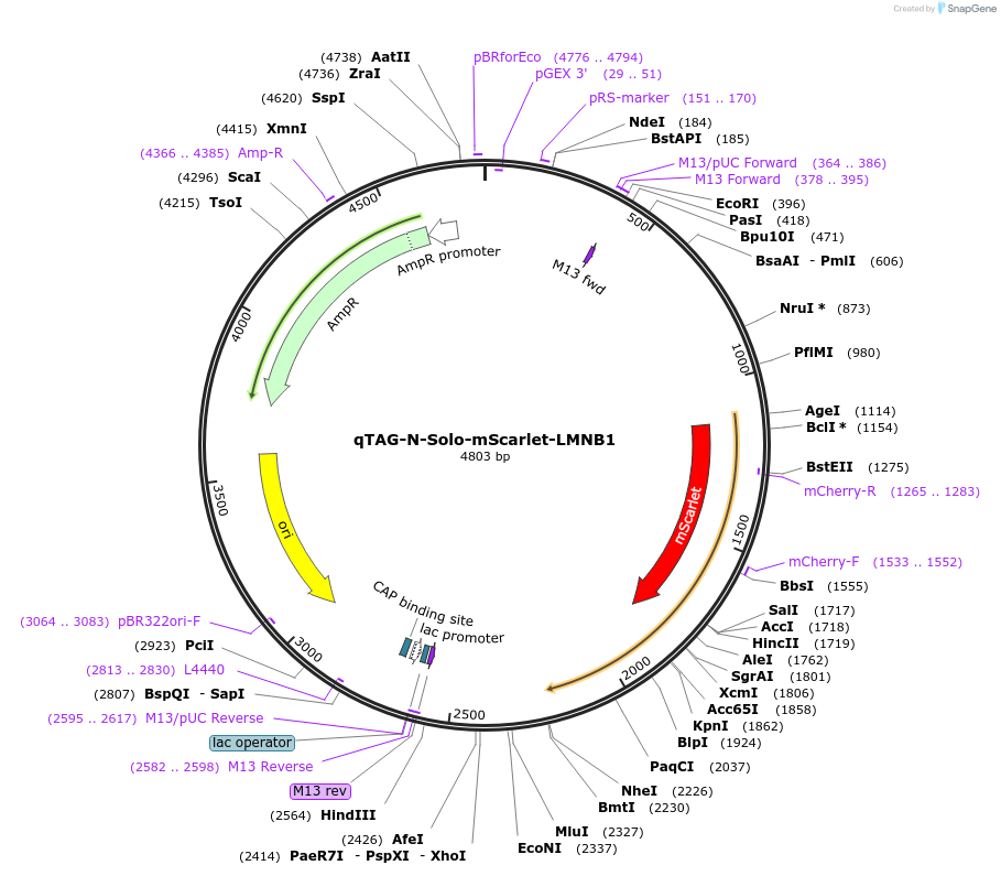 207771-plasmid-map-sequence-id-416246