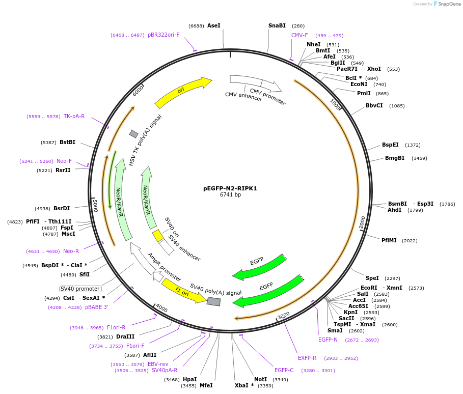 78846-plasmid-map-sequence-id-416263