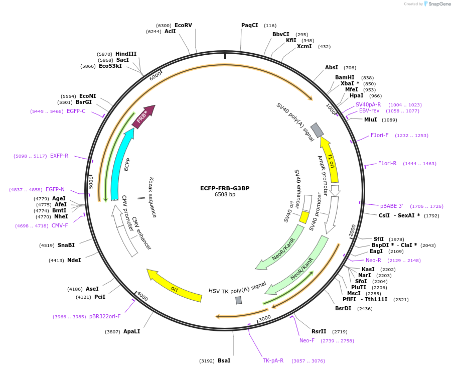 210303-plasmid-map-sequence-id-416268