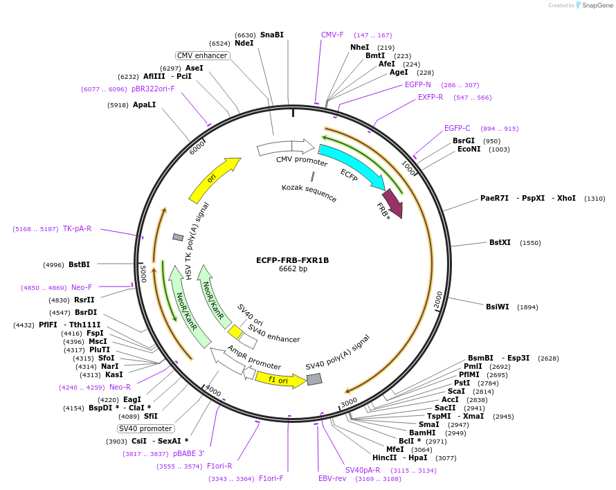 210305-plasmid-map-sequence-id-416269