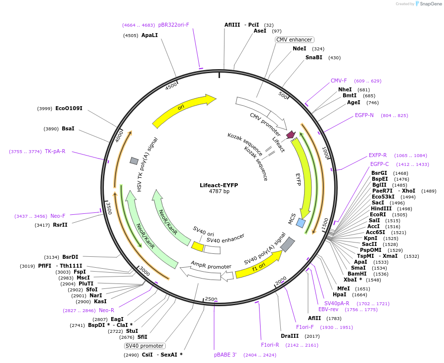 210293-plasmid-map-sequence-id-416283