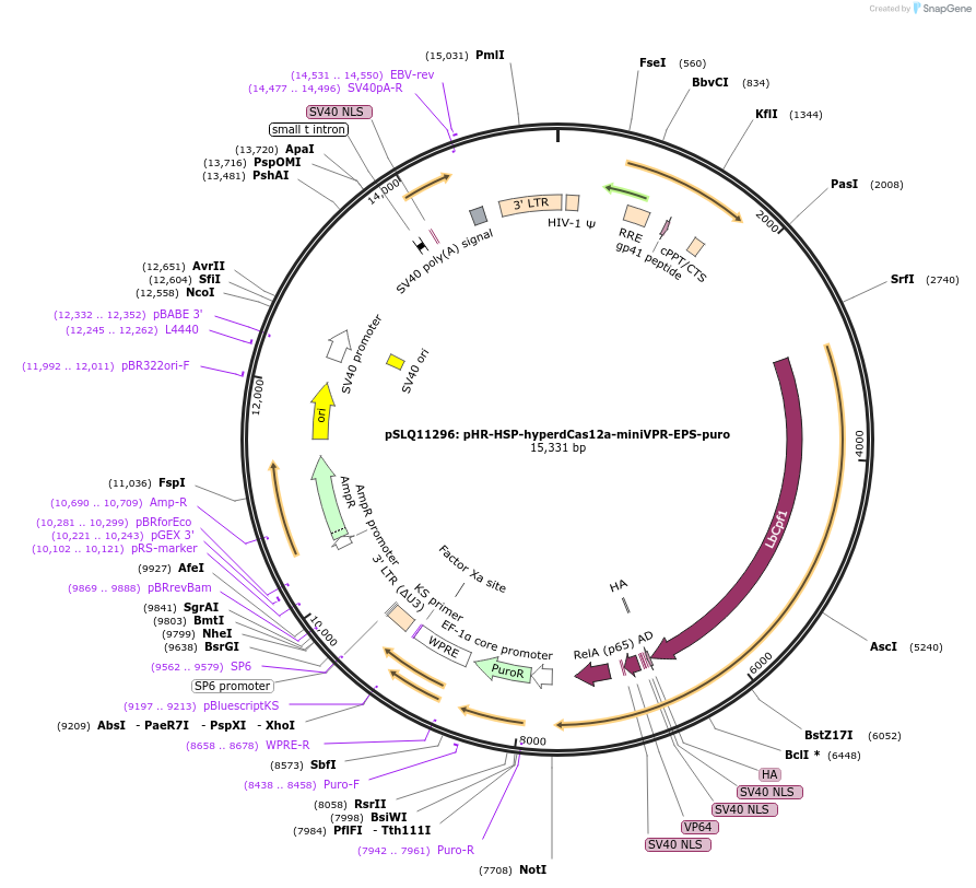 210604-plasmid-map-sequence-id-416287