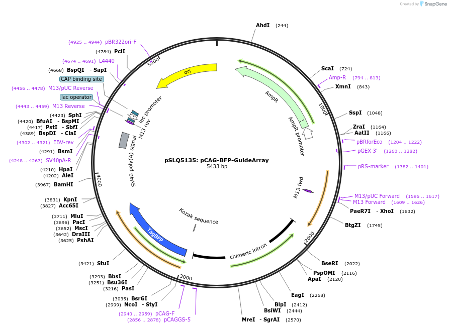 210606-plasmid-map-sequence-id-416291