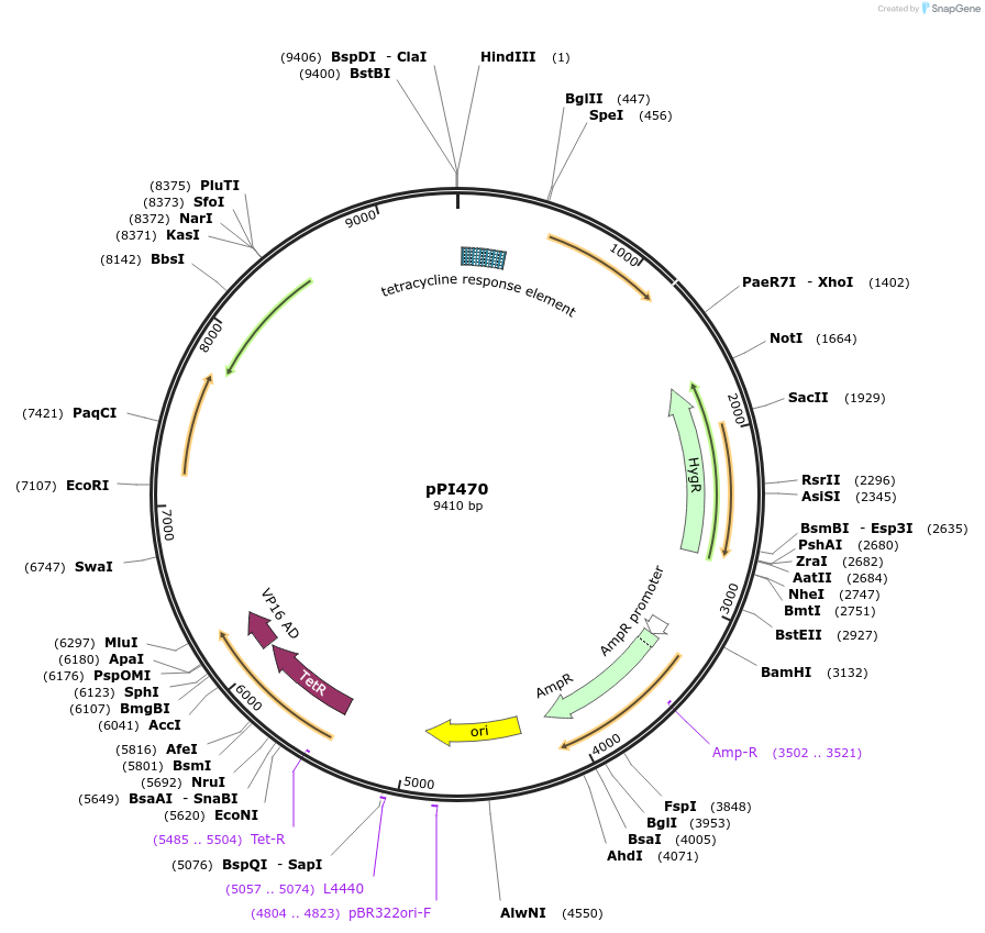 207436-plasmid-map-sequence-id-416310
