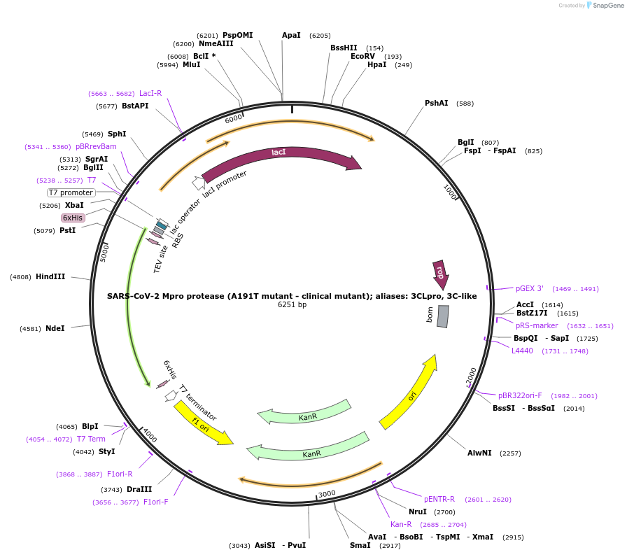204772-plasmid-map-sequence-id-416326