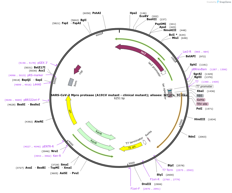 204774-plasmid-map-sequence-id-416330