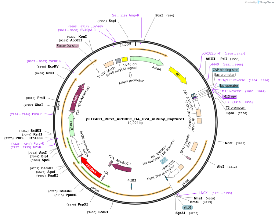 194703-plasmid-map-sequence-id-416335